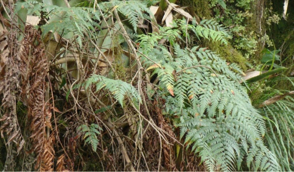 Descubrimiento en el Parque Nacional Aconquija