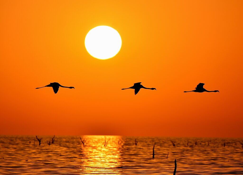 Observación de aves