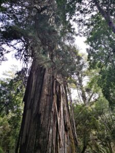 Alerzal milenario del Parque Nacional los Alerces