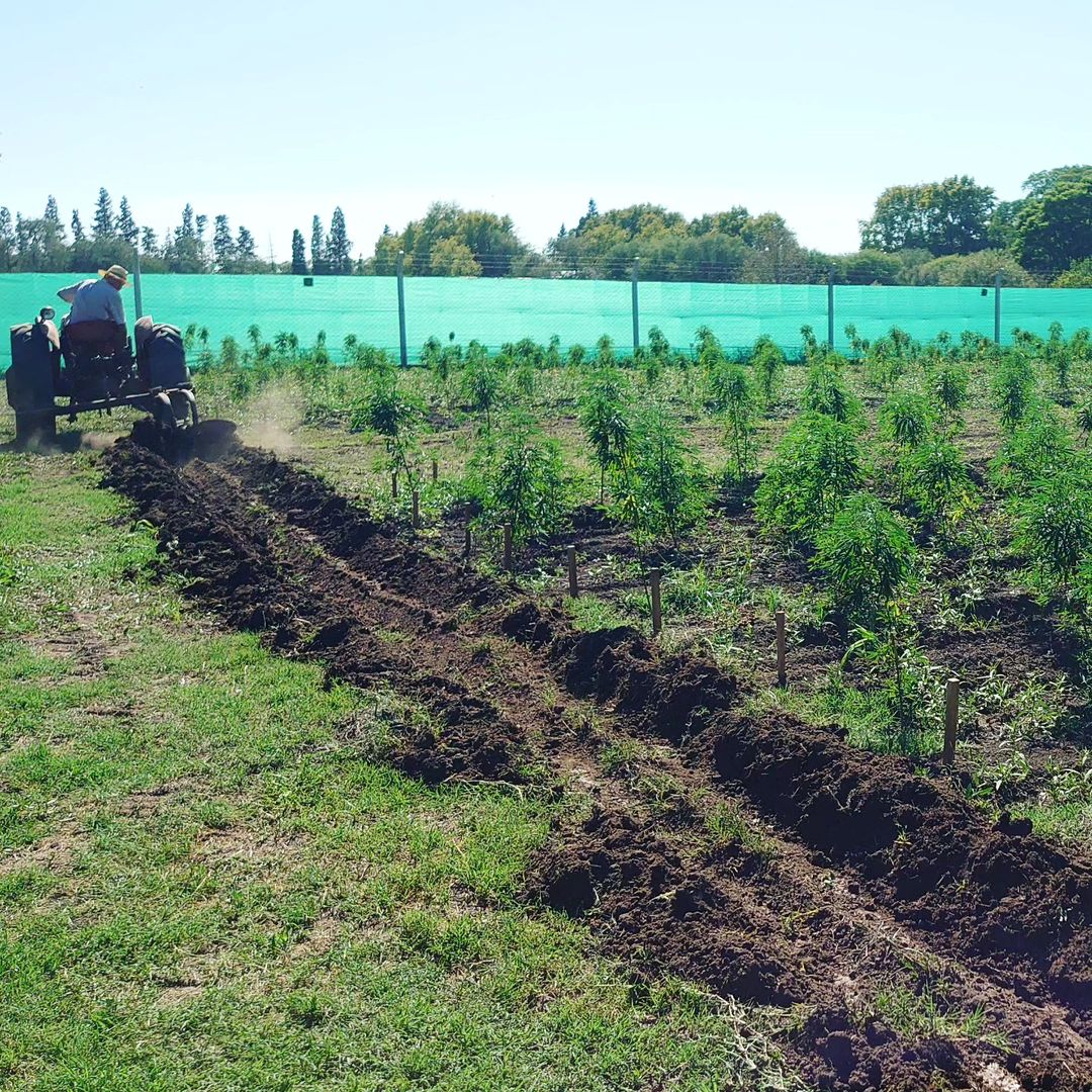 cultivo agroecológico de cáñamo