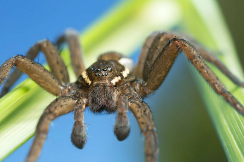 araña de pantano