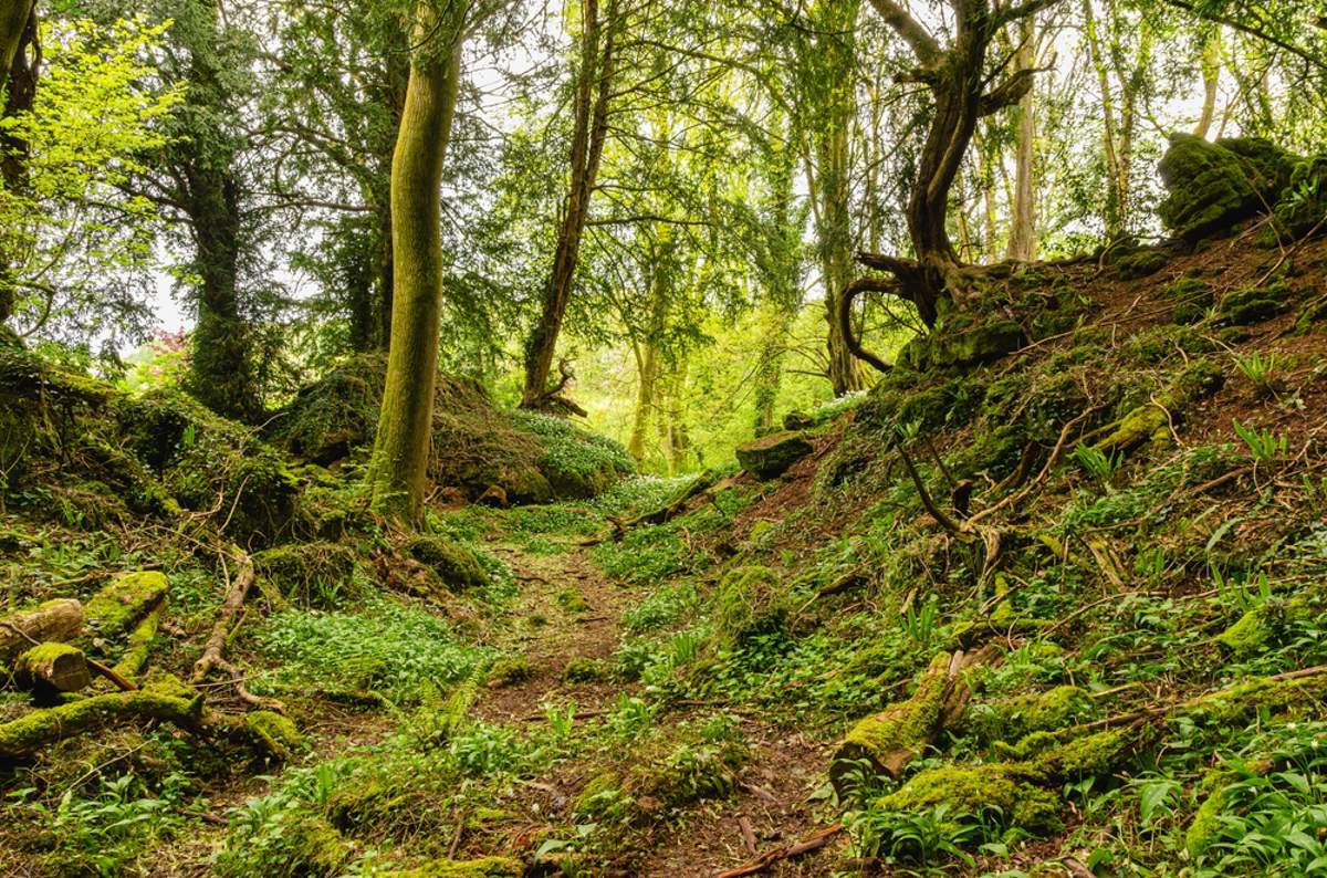 bosque impactante