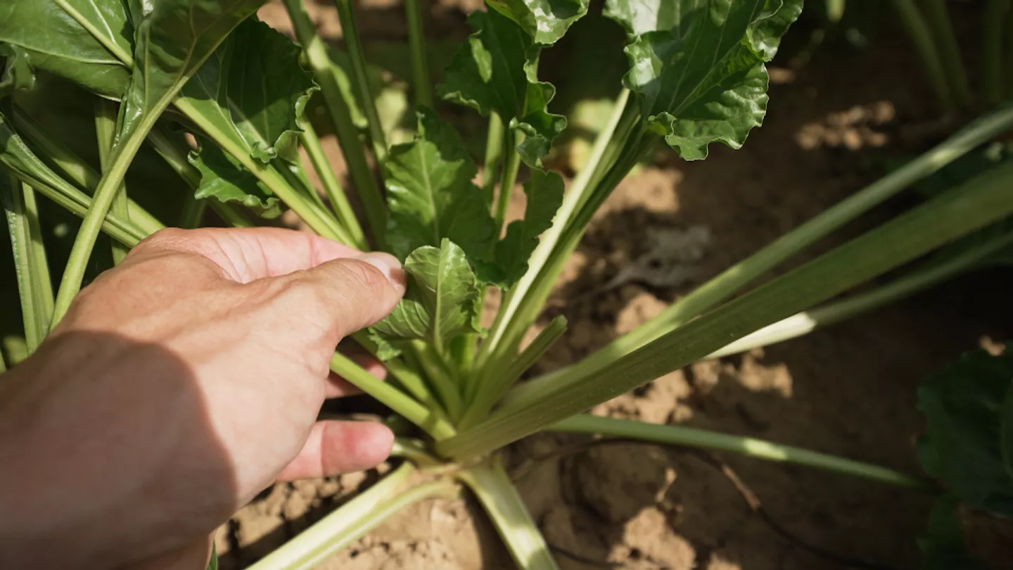Moving towards a more sustainable agriculture.