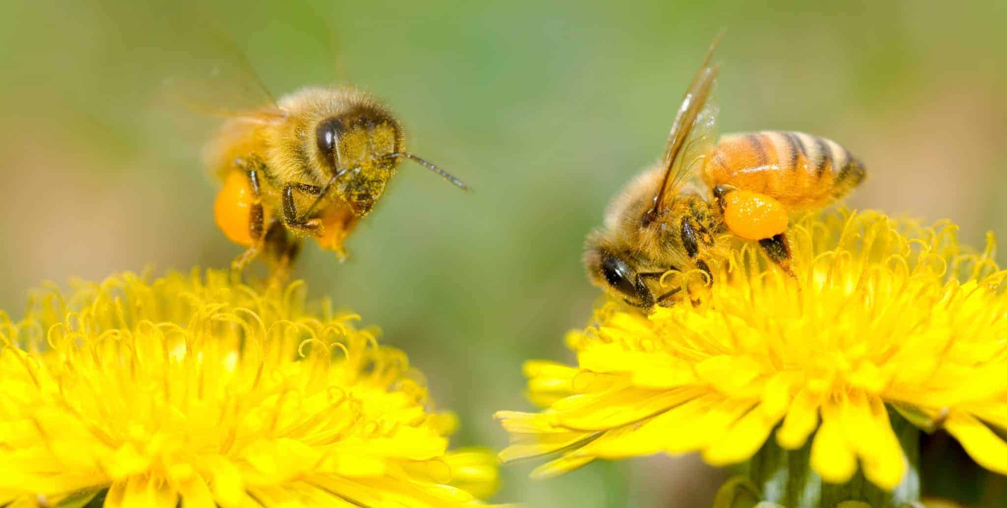 las abejas
