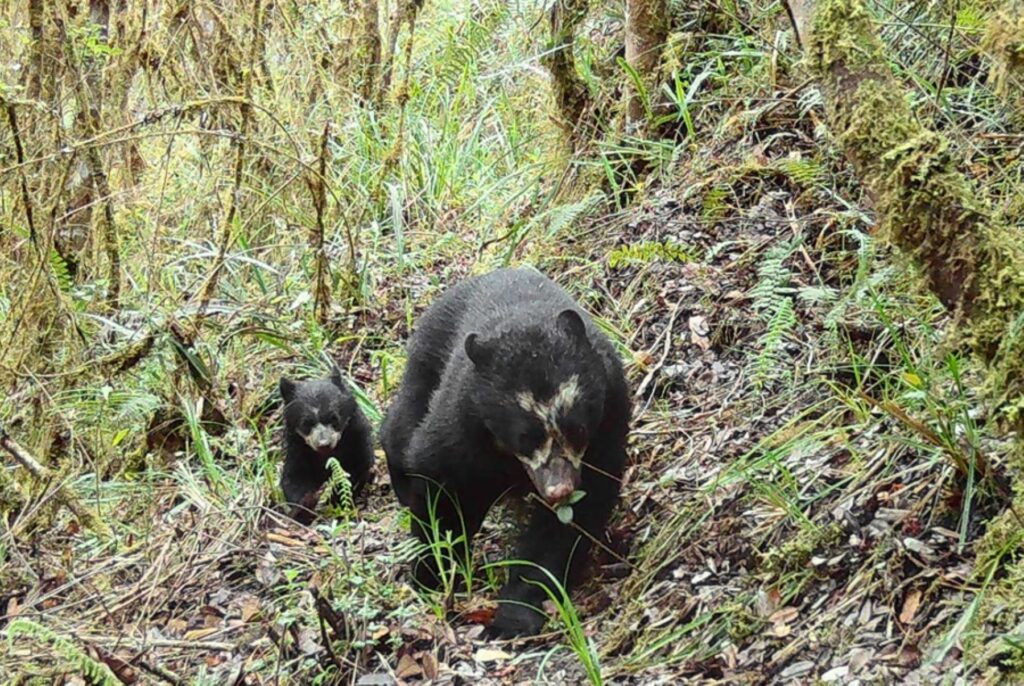 oso de anteojos