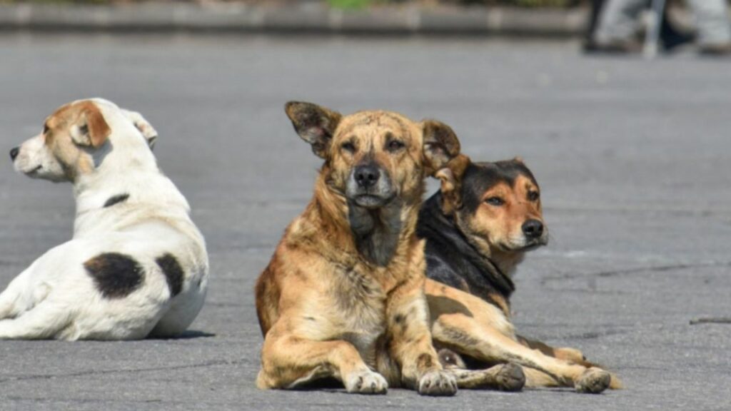 perros callejeros