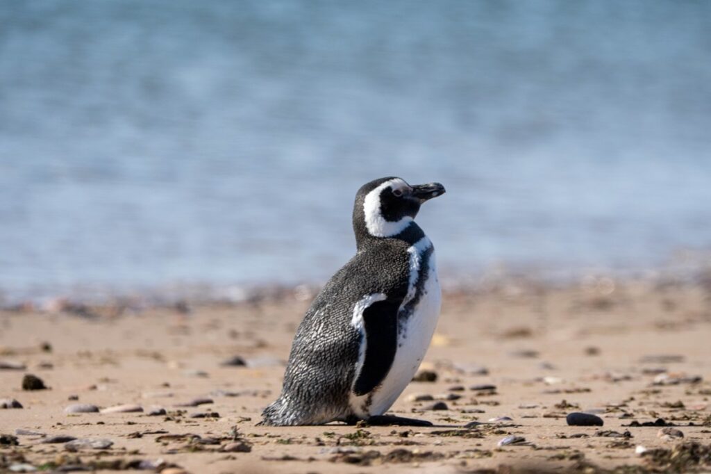 pingüinos de Magallanes