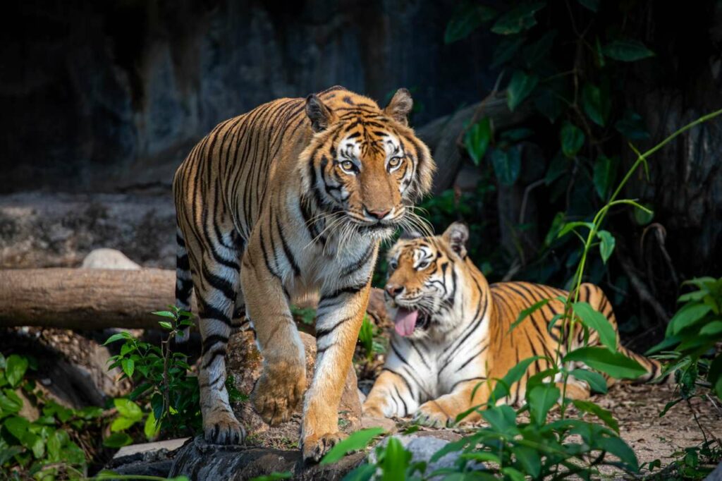 población de Tigres