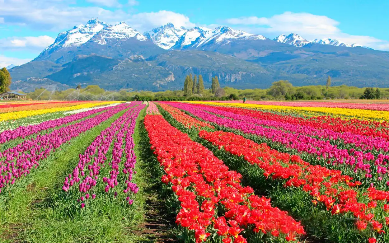 Los campos cultivados con tulipanes y la cordillera de los Andes, en Trevelín. (Foto: Gentileza OMT)