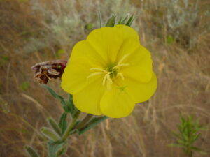 Vegetación de las dunas. Foto: Alejandra Yezzi