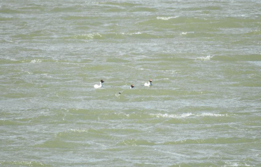 las aves avistadas