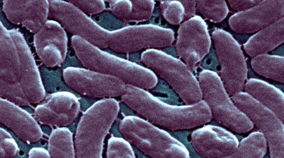 bacteria come carne