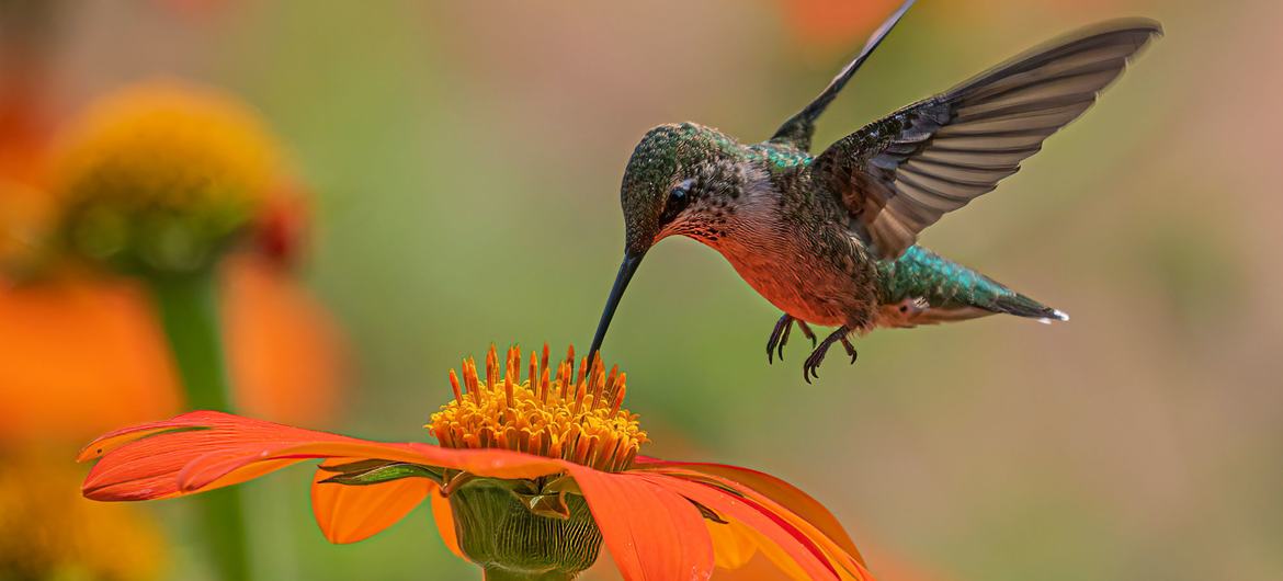 Preocupa la pérdida de biodiversidad mundial.
