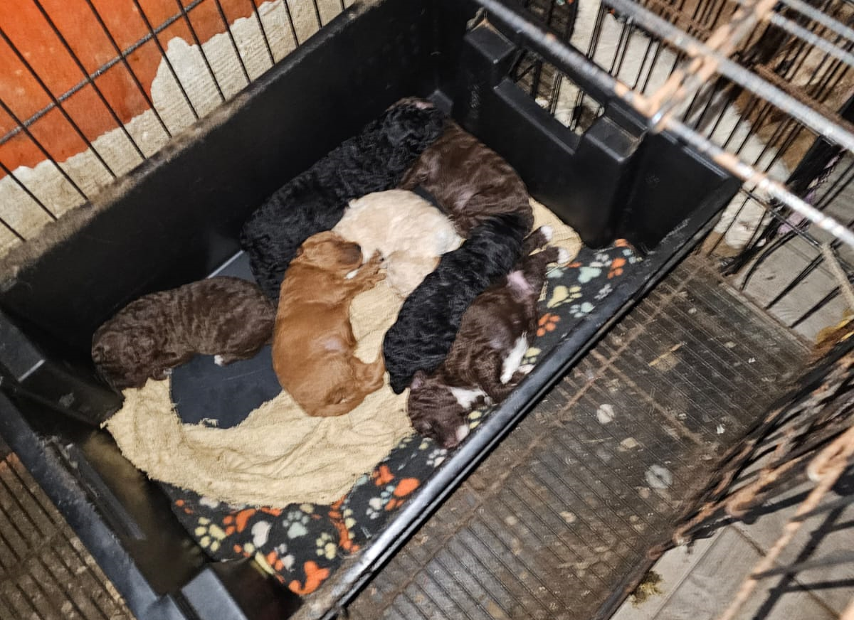 Overcrowded Poodles