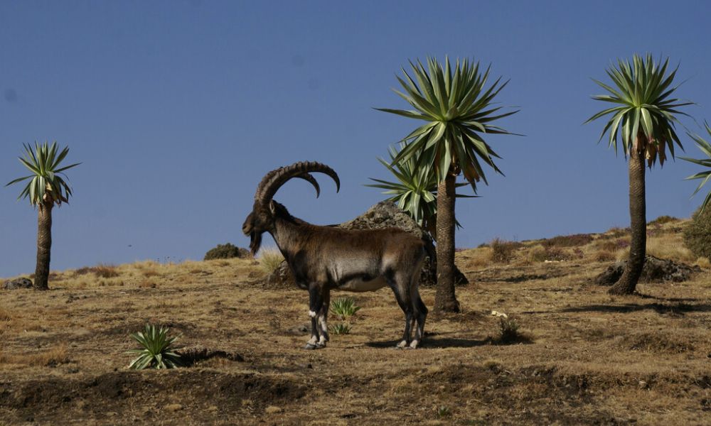 Parque Nacional Simien