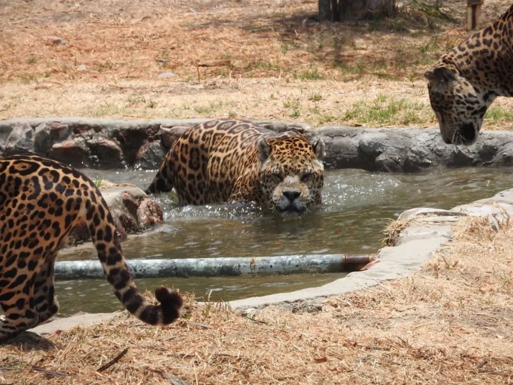 jaguares rescatados