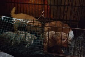 Jaulas sucias y perros amontonados