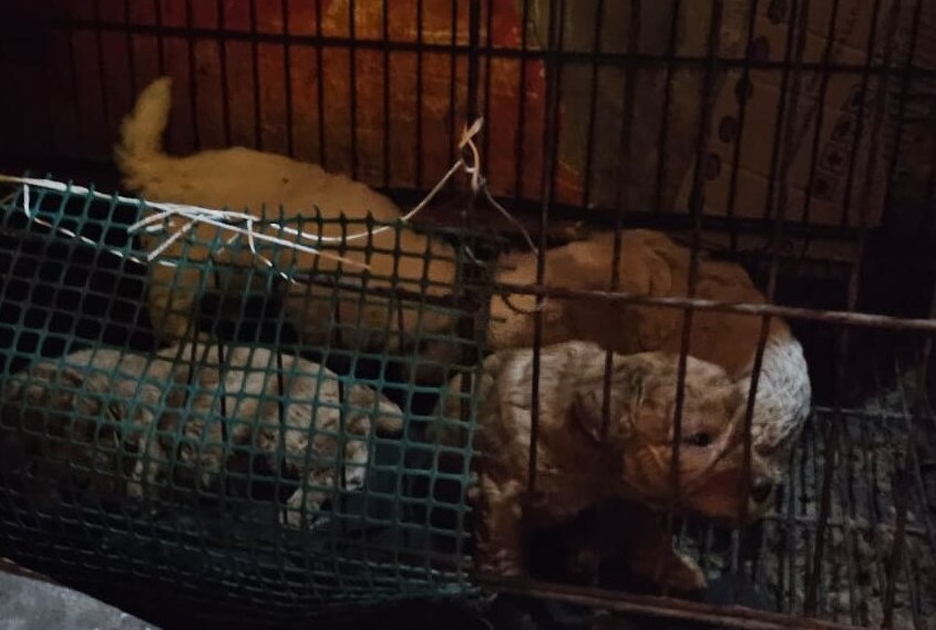 Dirty cages and crowded dogs