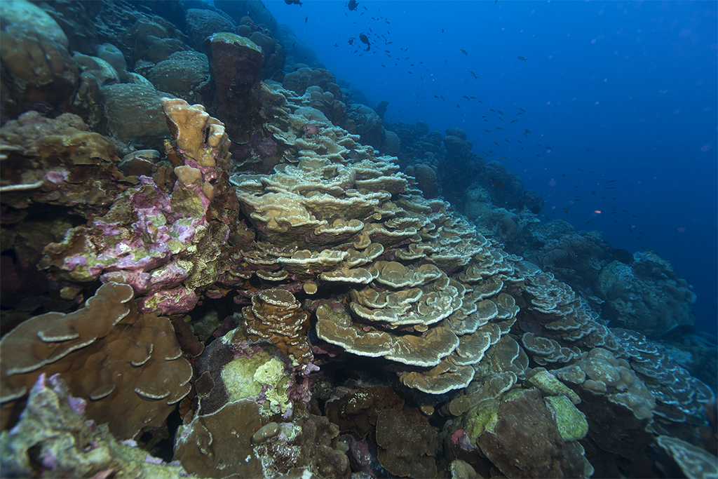 malpelo