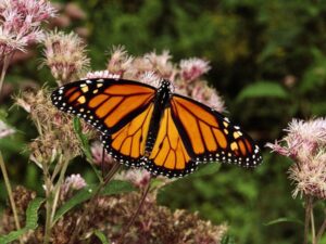 mariposas monarca