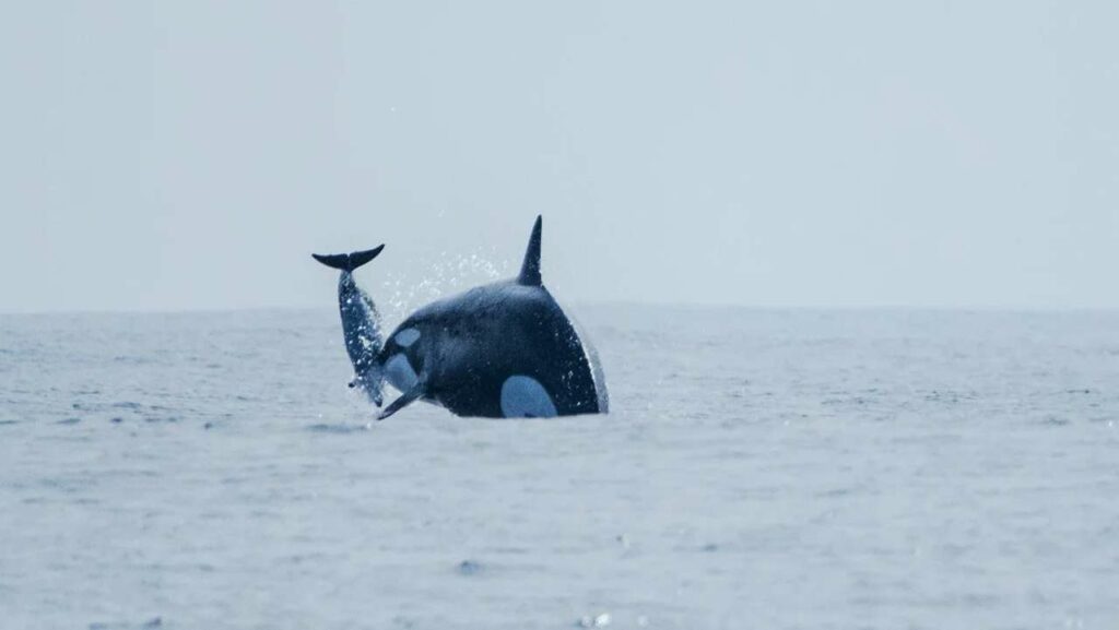 orcas cazando