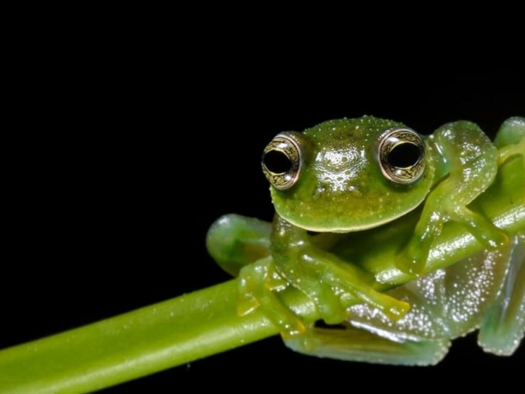 ranas de cristal