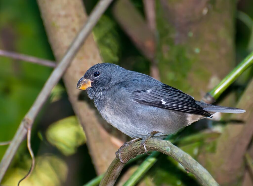 selva atlántica