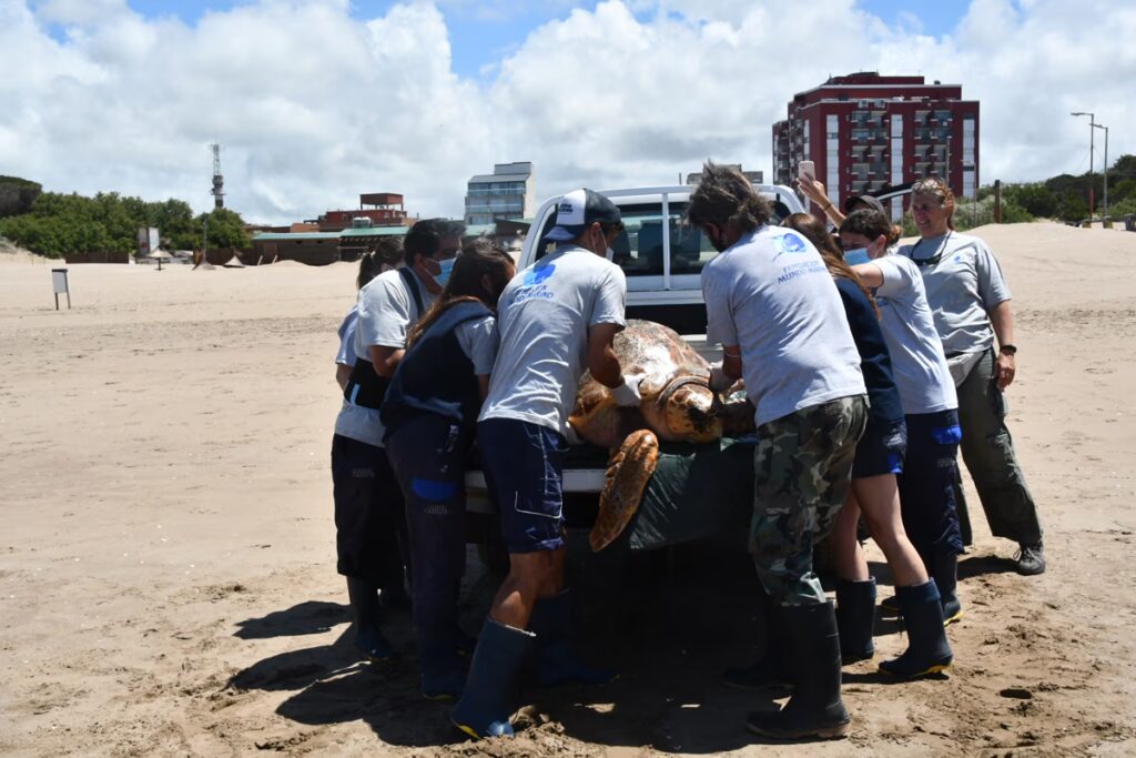 El regreso al mar de la tortuga cabezona.