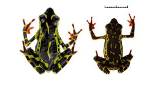 Nueva especie descubierta en Ecuador. Foto: EFE Verde.