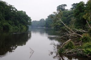 La selva del Congo tiene 700.000 kilómetros cuadrados. Foto: Wikipedia.