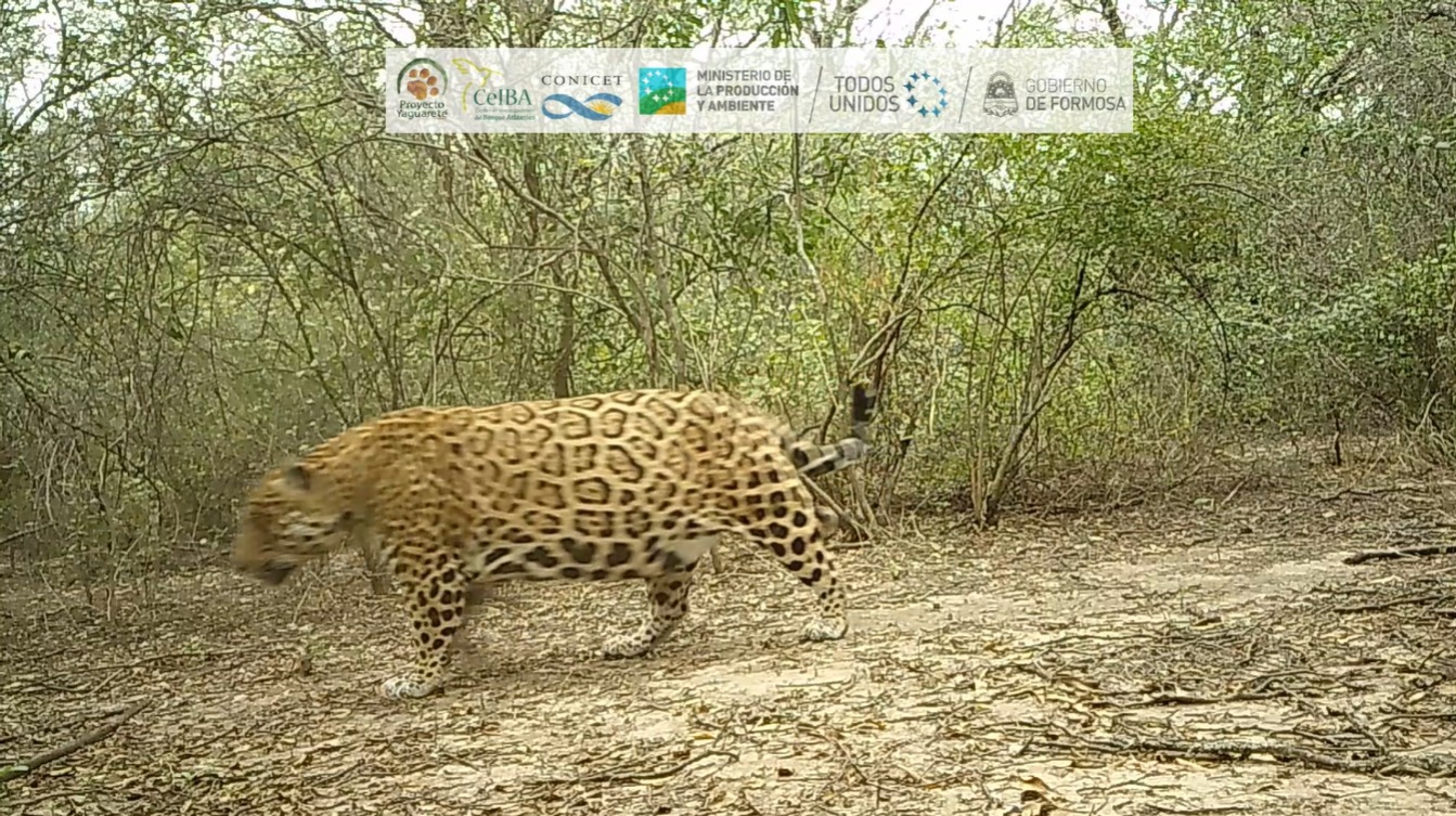 Yaguareté en Formosa