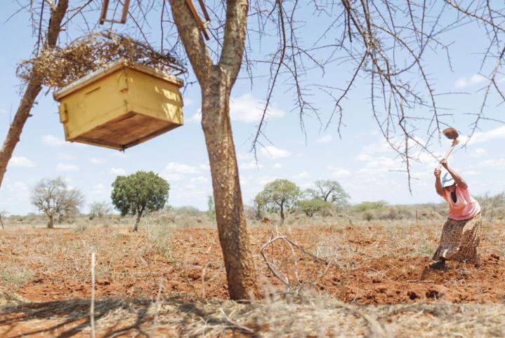 Las abejas de Kenia para ahuyentar elefantes.