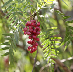Aguaribay: pimiento mendocino.