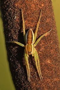 Chester Zoo saved the marsh spider from extinction. Photo: Wikipedia.