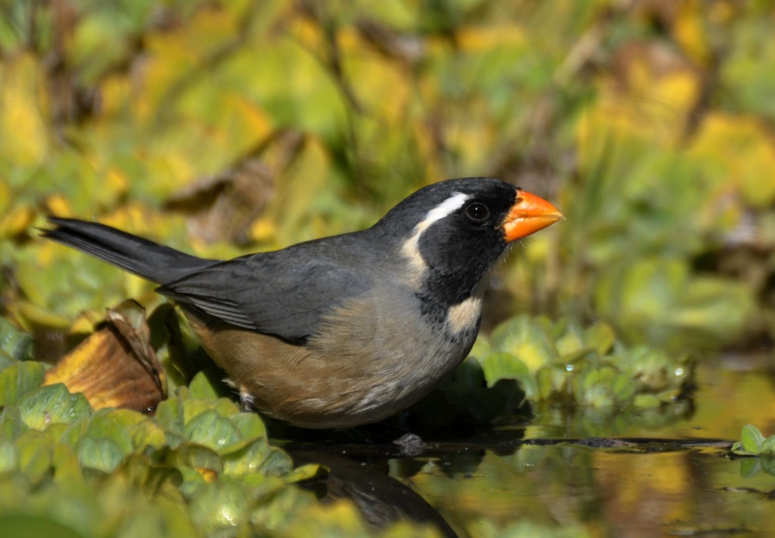 Exitoso rescate de aves en San Luis.