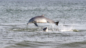 Avistamiento de delfines en las playas de Rocha, Uruguay. Foto: delfines en La Paloma (Rocha) Foto: Fotos de acá