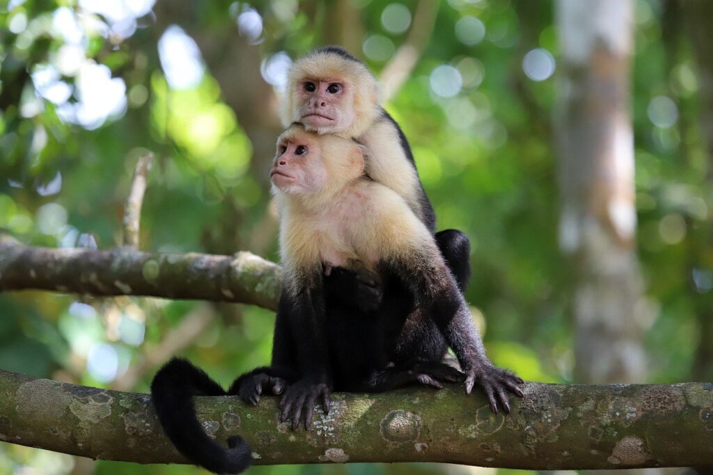 Monos sueltos