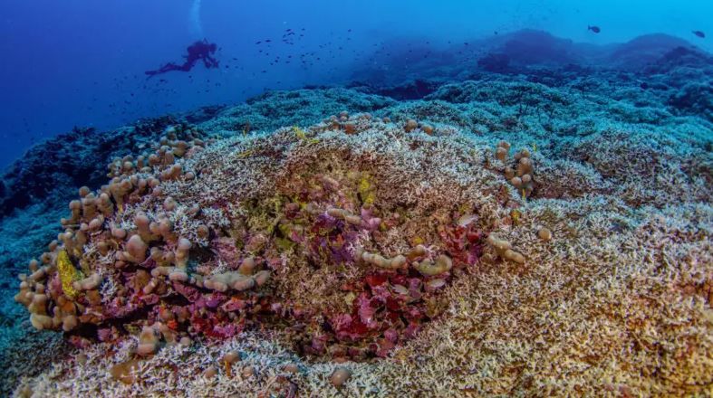 El coral más grande del mundo está en el Pacífico. (Foto: BBC).