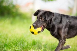 Cuánto deben jugar los perros