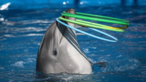 Belgium has become the seventh country in the world to permanently and irreversibly ban dolphinariums.