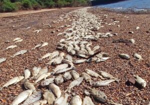 Grande quantidade de peixes mortos