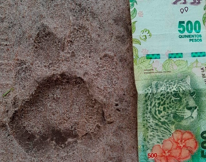 Las huellas de yaguareté registradas por los caminantes.