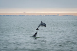A bottlenose dolphin playing and jumping out of the water, in the Atlantic Ocean, Namibia beach. Photo by iStock