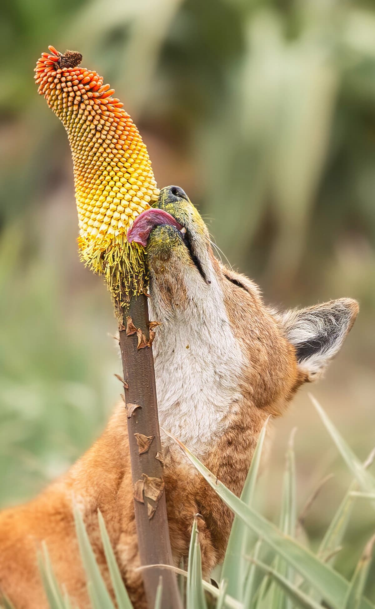 El lobo etíope. (Foto: Adrien Lesaffre).