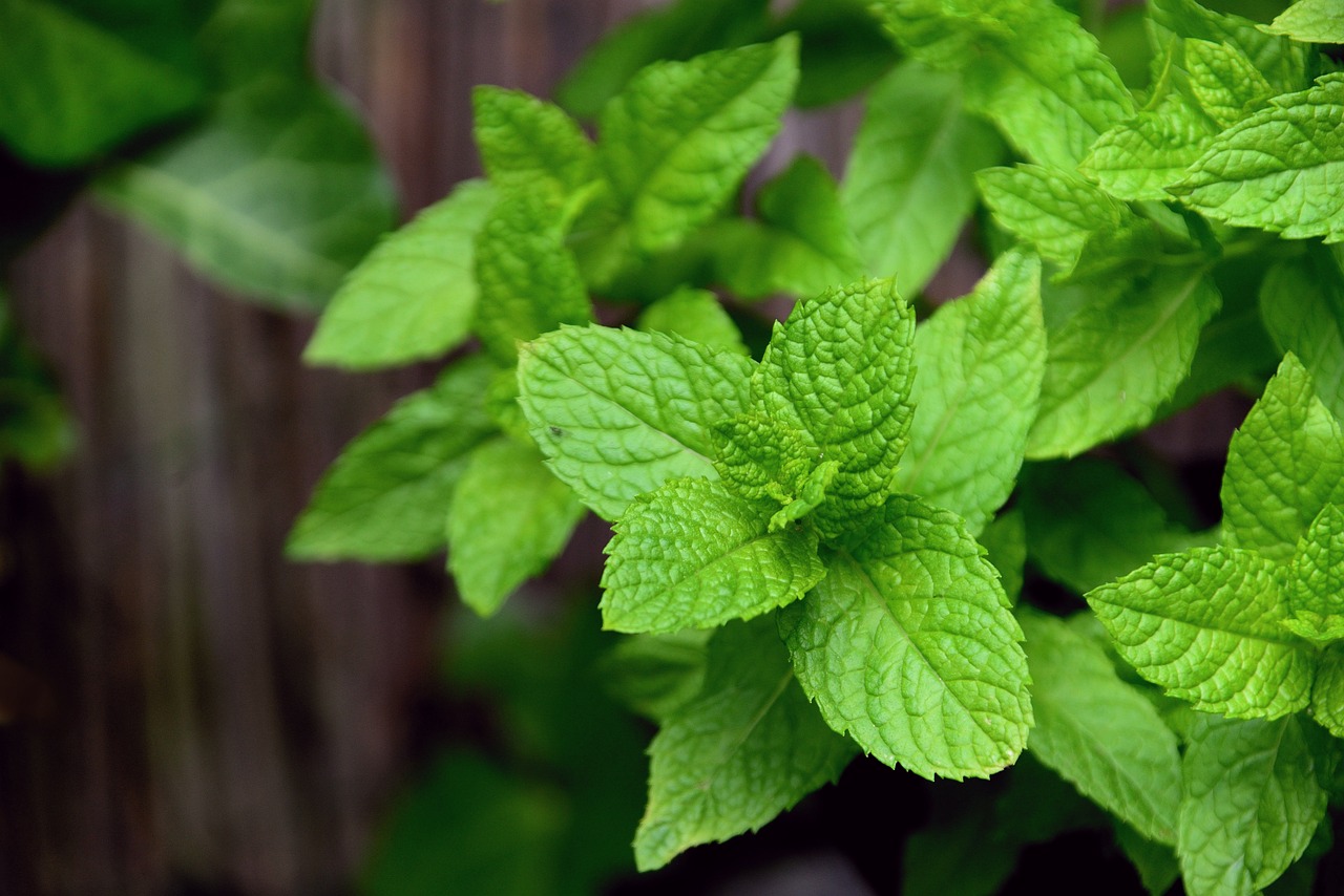 La menta es ideal para ahuyentar a los mosquitos. Foto: Pixabay.