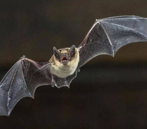 bat orientation