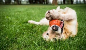Dog playing