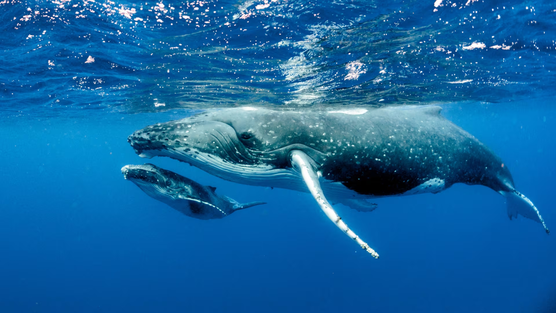 La particularidad de las ballenas azules.