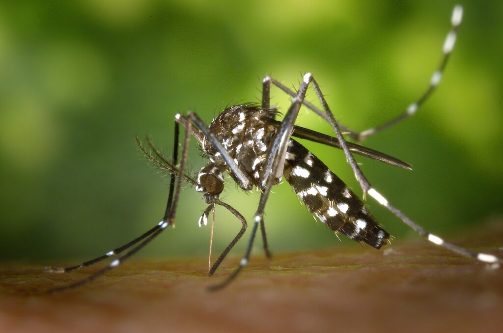 prevenir el dengue