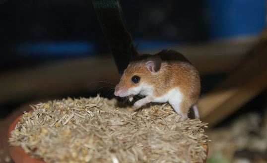 Rato-pigmeu.
